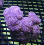 grape hammer.jpg