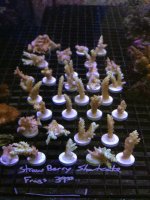 straw berry shortcake.jpg