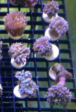 torch frags.jpg