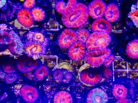 ImageUploadedByReefs2014-03-08 11:54:49 EST.jpg