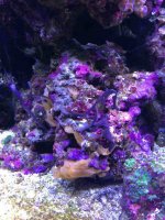 ImageUploadedByReefs1372644896.442331.jpg