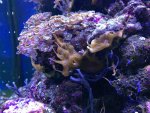 ImageUploadedByReefs1372644916.992139.jpg