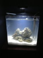 ImageUploadedByReefs1368918526.305634.jpg