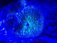 ImageUploadedByReefs1372700935.074594.jpg