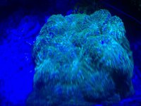 ImageUploadedByReefs1372701019.436265.jpg