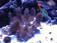 IMG_2691.jpg
