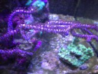 ImageUploadedByReefs1372701189.257340.jpg