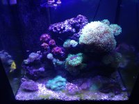 ImageUploadedByReefs1372701276.908263.jpg