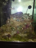 ImageUploadedByReefs1372701379.371779.jpg