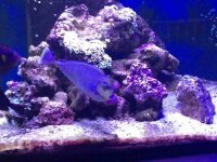 ImageUploadedByReefs1380930017.637397.jpg