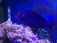 ImageUploadedByReefs1380930546.876337.jpg