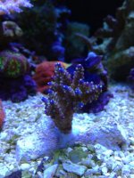 IMG_7133.jpg