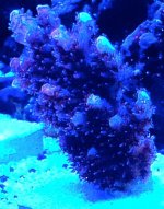 IMG_1138_zpsec01d605.jpg