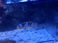 ImageUploadedByReefs1372791955.852263.jpg