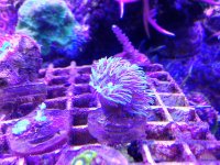 ImageUploadedByReefs1377123981.419389.jpg