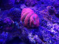 ImageUploadedByReefs1377124078.787617.jpg
