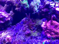 ImageUploadedByReefs1377124135.901634.jpg