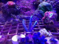 ImageUploadedByReefs1377124151.250775.jpg