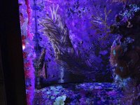 ImageUploadedByReefs1374565152.015648.jpg