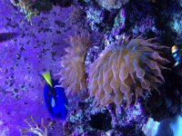 ImageUploadedByReefs1374565152.015648.jpg