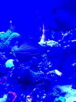 ImageUploadedByReefs1372857971.150767.jpg