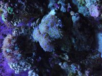ImageUploadedByReefs1374565152.015648.jpg