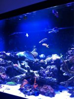 ImageUploadedByReefs1372858067.267060.jpg