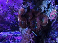 ImageUploadedByReefs1374565152.015648.jpg