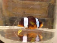 ImageUploadedByReefs1377133341.828234.jpg