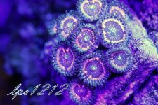 IMG_5281.JPG