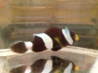 ImageUploadedByReefs1377133367.011597.jpg