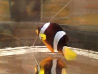 ImageUploadedByReefs1377133389.428215.jpg