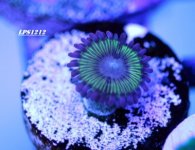 IMG_2658.JPG