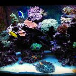 ImageUploadedByReefs1377138876.851895.jpg
