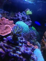 ImageUploadedByReefs1377139087.291427.jpg