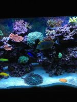 ImageUploadedByReefs1377139177.176265.jpg