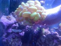 ImageUploadedByReefs1369010956.805729.jpg