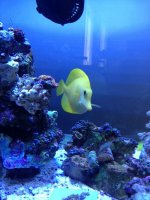 ImageUploadedByReefs1372890871.635764.jpg