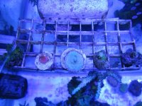 ImageUploadedByReefs1369025040.857202.jpg