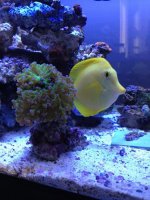 ImageUploadedByReefs1372890884.536002.jpg