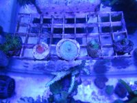 ImageUploadedByReefs1369025095.324505.jpg
