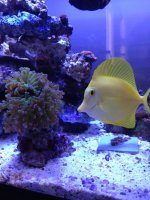 ImageUploadedByReefs1372890896.286078.jpg