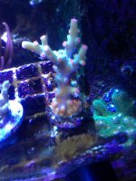 ImageUploadedByReefs1372898005.564230.jpg