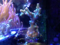 ImageUploadedByReefs1372898024.879621.jpg