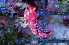 rubyred_dragonet.jpg