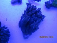 IMG_0336.jpg