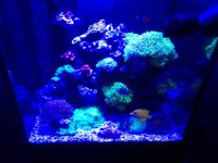 ImageUploadedByReefs1373035671.161611.jpg