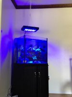 ImageUploadedByReefs1373035701.724447.jpg
