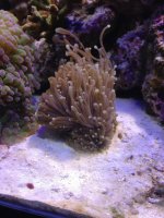 ImageUploadedByReefs1373050106.904720.jpg
