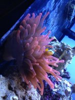 ImageUploadedByReefs1373053125.537547.jpg